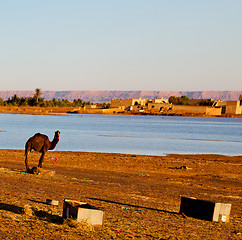 Image showing sunshine in the lake yellow  desert of morocco sand and     dune