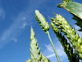 Image showing summer wheat