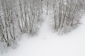 Image showing Top view of the edge of a snowy forest  