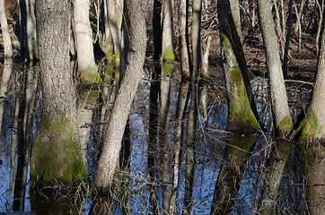 Image showing tree trunks in flood waters  