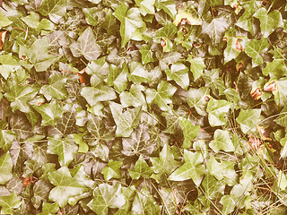 Image showing Retro looking Ivy leaves