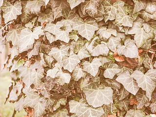 Image showing Retro looking Ivy leaves