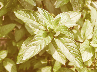 Image showing Retro looking Peppermint picture