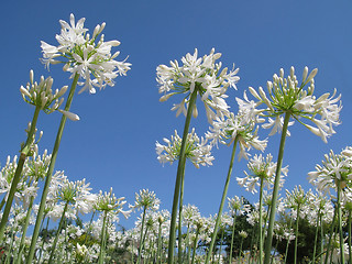 Image showing Flowers