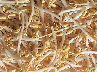 Image showing Mung bean sprouts vegetables