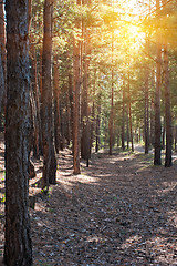 Image showing Forest summer scene