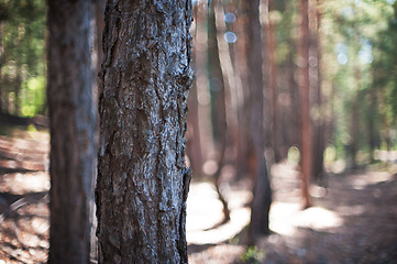 Image showing Closeup tree in the forest