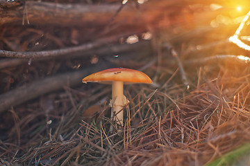 Image showing Forest mushroom with shallow dof