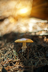 Image showing Forest mushroom with shallow dof