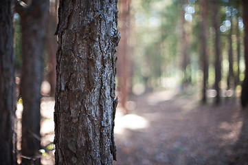 Image showing Closeup tree in the forest