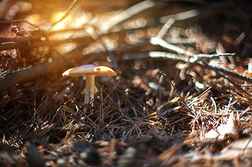 Image showing Forest mushroom with shallow dof