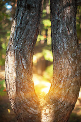 Image showing Closeup tree in the forest