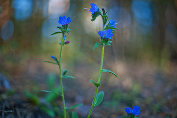 Image showing Blue forest flower