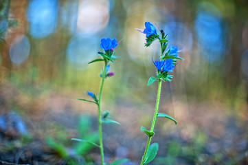 Image showing Blue forest flower
