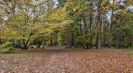 Image showing Autumn Path