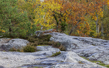 Image showing Autumn Scene in Fontainebleau Forest