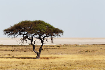 Image showing Large Acacia tree in the open savanna plains Africa