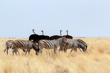 Image showing herd of Zebra and ostrich in african bush
