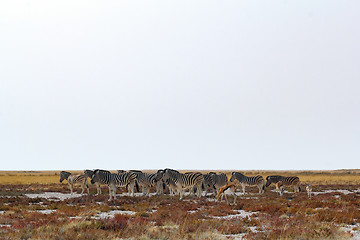 Image showing herd of Zebra in african bush