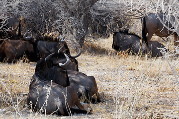 Image showing wild Wildebeest Gnu