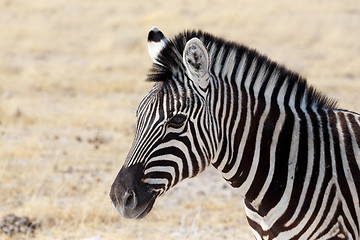 Image showing Zebra in african bush