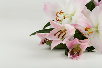 Image showing bouquet of pink lily flower