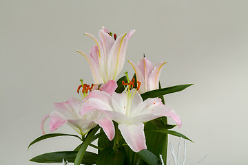 Image showing bouquet of pink lily flower