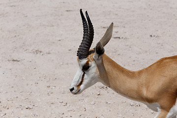 Image showing springbok in Etosha