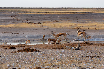 Image showing herd of springbok on waterhole 