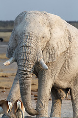 Image showing White african elephants in Etosha