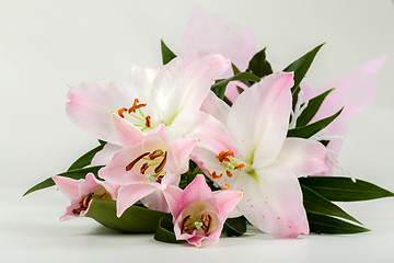 Image showing bouquet of pink lily flower