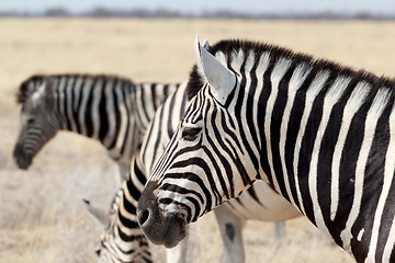 Image showing herd of Zebra in african bush