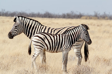 Image showing Zebra foal with mother in african bush