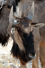 Image showing wild Wildebeest Gnu