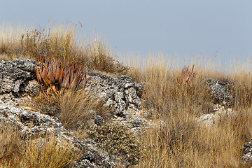 Image showing flowering aloe in the Etosha desert