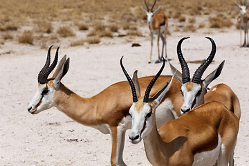 Image showing herd of springbok in Etosha