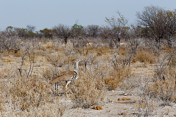 Image showing Kori Bustard in african bush