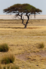 Image showing Large Acacia tree in the open savanna plains Africa