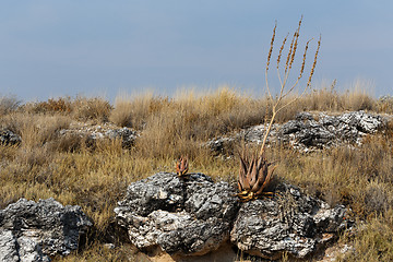 Image showing flowering aloe in the Etosha desert