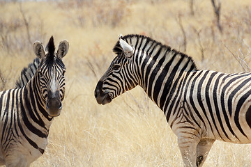 Image showing Zebra in african bush