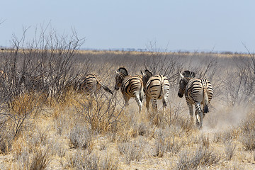 Image showing herd of Zebra in african bush