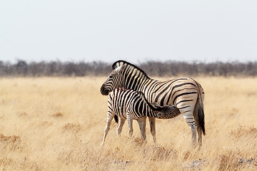 Image showing Zebra foal with mother in african bush