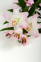 Image showing bouquet of pink lily flower