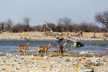 Image showing heard of Impala antelope