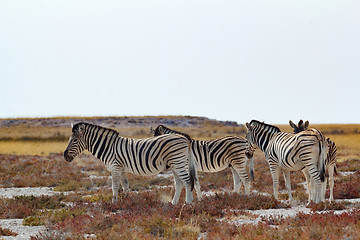 Image showing herd of Zebra in african bush