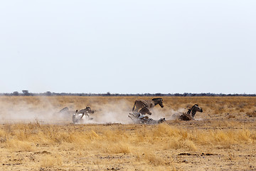 Image showing Zebra rolling on dusty white sand