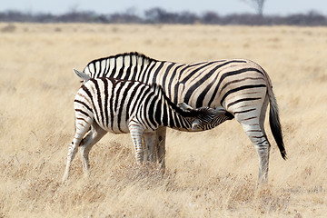 Image showing Zebra foal with mother in african bush