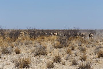 Image showing herd of Zebra in african bush