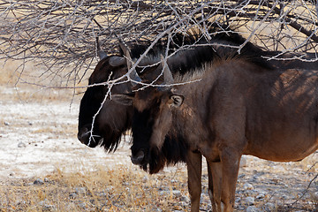 Image showing wild Wildebeest Gnu