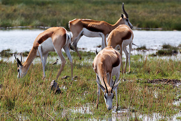 Image showing herd of springbok on waterhole 